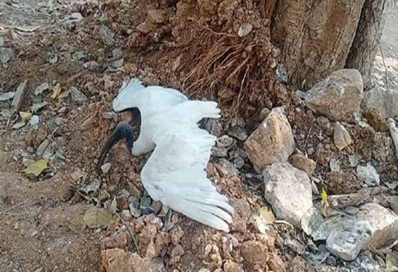 காயத்துடன் அவதிப்பட்ட பறவை மீட்பு