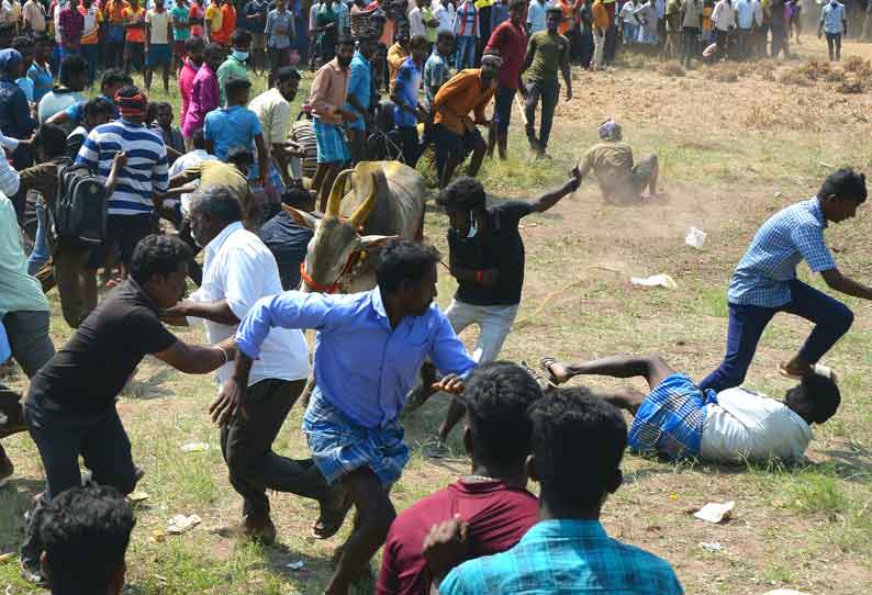 மருதவல்லிப்பாளையத்தில் நடந்த காளை விடும் விழாவில் மாடுகள் முட்டியதில் 21 பேர் காயம்