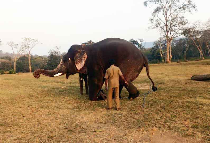 ‘சங்கர்’ யானைக்கு கும்கி பயிற்சி