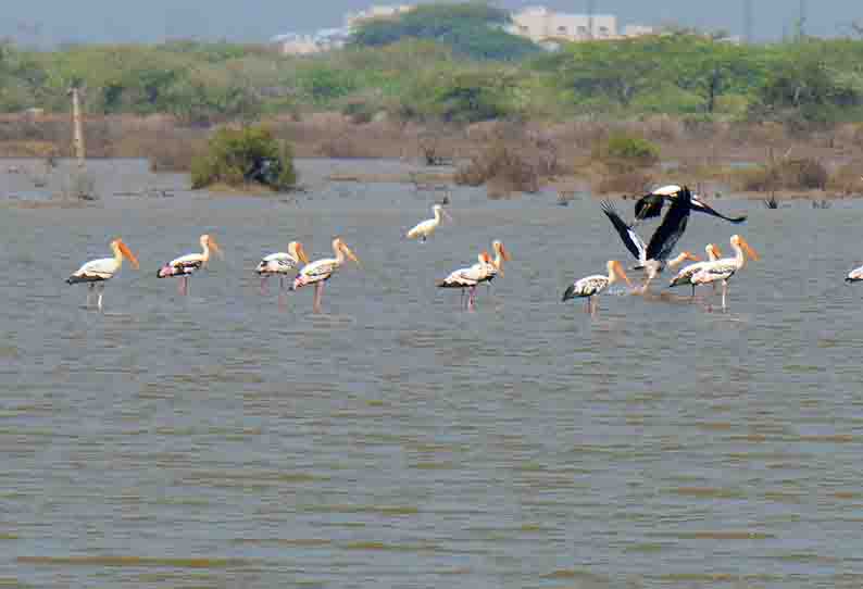 நதிப்பாலம் கடல் பகுதியில் குவிந்த வெளிநாட்டு பறவைகள்