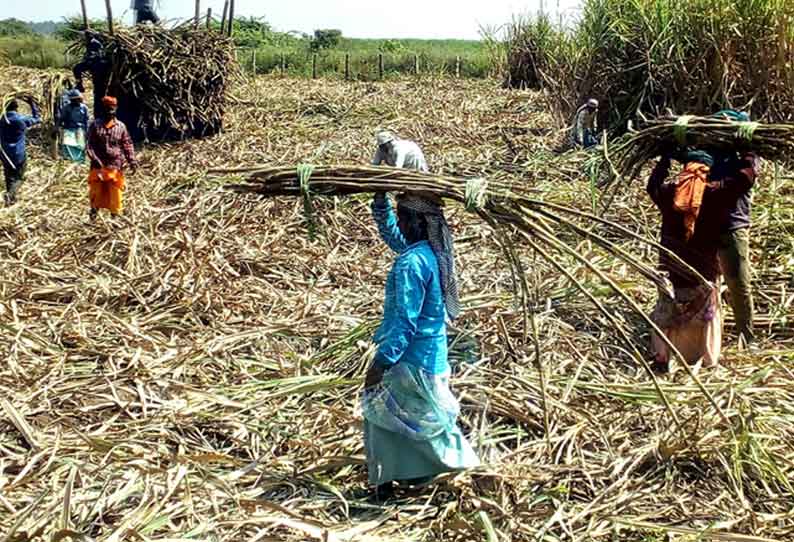 கரும்பு வெட்டும் பணி