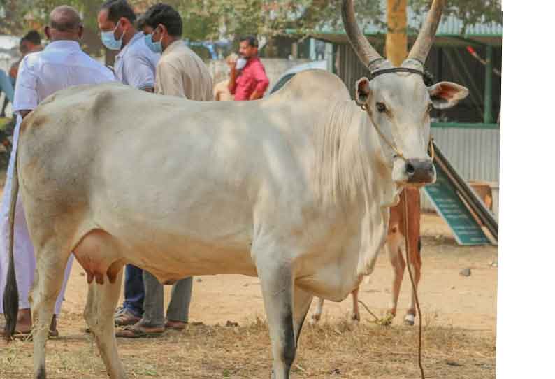 காங்கேயம் இன மயிலை பசு ரூ70 ஆயிரத்திற்கு விற்பனை