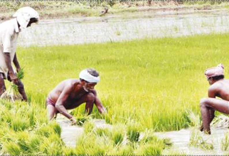 திருமருகல் பகுதியில் வயல்களில் தேங்கி கிடக்கும் வைக்கோல்