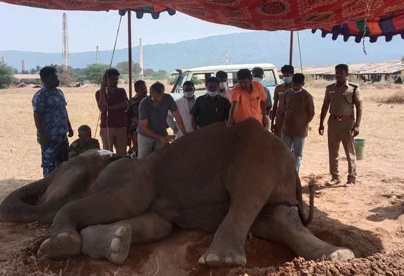 காட்டுயானை கவலைக்கிடம் தொடர்ந்து தீவிர சிகிச்சை