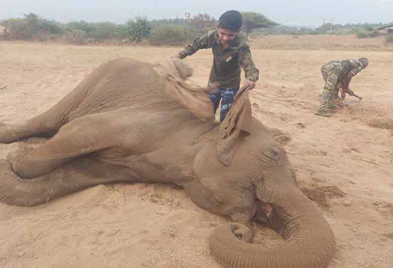 ஆனைக்கட்டி அருகே மயங்கி விழுந்த காட்டு யானை சிகிச்சை பலனின்றி உயிரிழந்தது