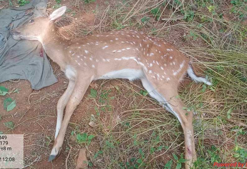 நாய்கள் துரத்தியதால் கீழே விழுந்து படுகாயம் அடைந்த புள்ளிமான் செத்தது