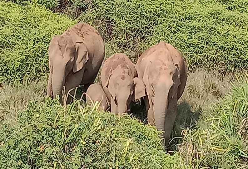 வால்பாறையில் காட்டு யானைகள் உயிரிழப்பை தடுக்க சமூக ஆர்வலர்கள் வலியுறுத்தல்