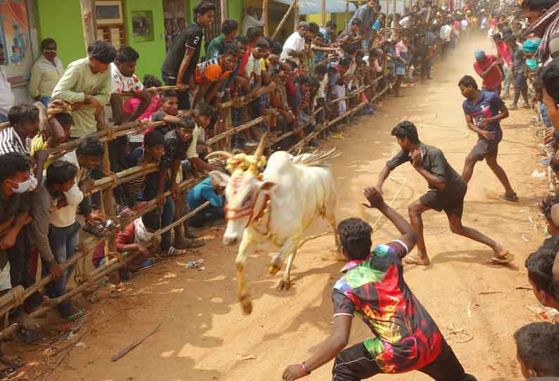 குடியாத்தம் அருகே நடந்த காளை விடும் விழாவில் மாடுகள் முட்டி 26 பேர் காயம்