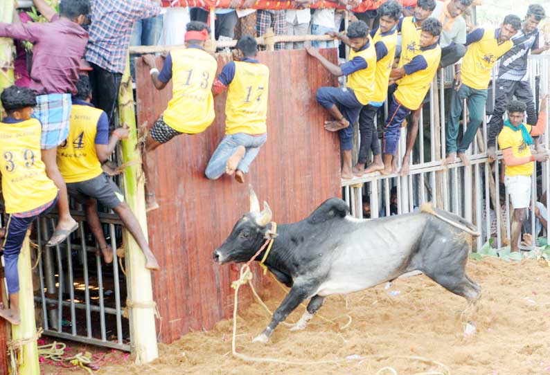 சீறிப்பாய்ந்த காளைகளை போட்டி போட்டு அடக்கிய வீரர்கள்