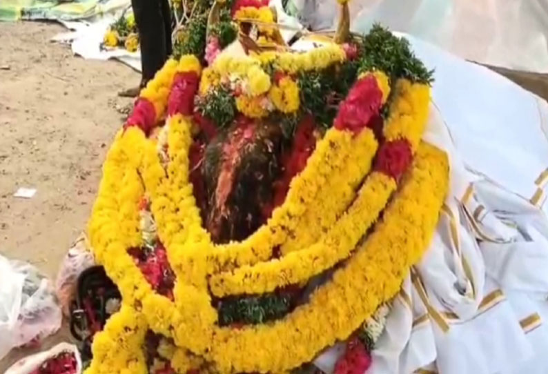 மெரினா ஜல்லிக்கட்டு போராட்டத்தில் கலந்து கொண்ட காளை உயிரிழப்பு