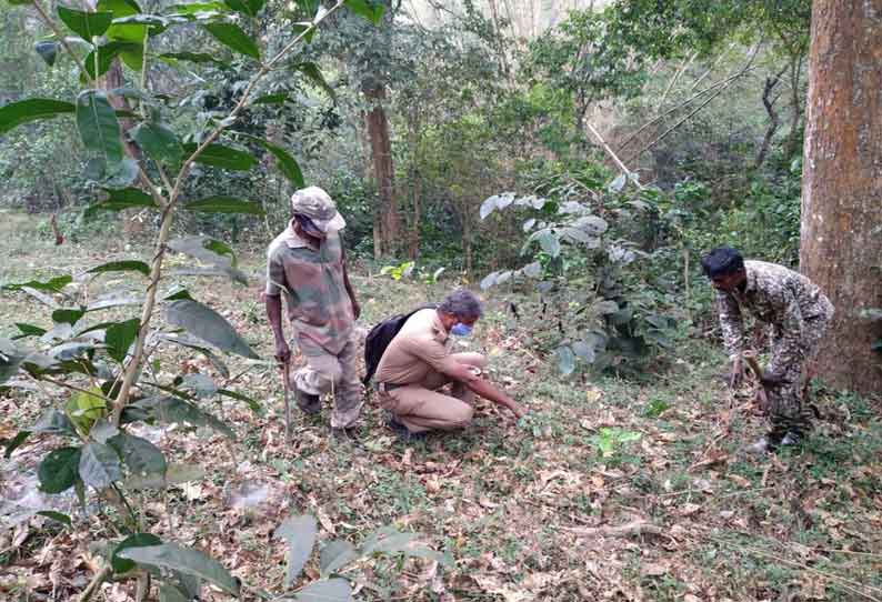 கூடலூர் வனக்கோட்டத்தில் வனவிலங்குகள் கணக்கெடுக்கும் பணி தொடக்கம்