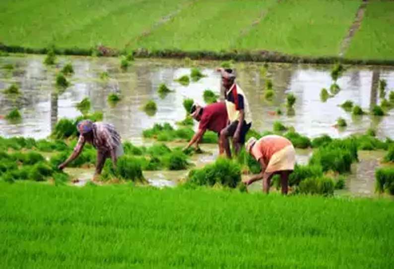 விவசாயத்திற்கு வருடாந்திர தனி பட்ஜெட் இல்லை -  மத்திய வேளாண் அமைச்சகம் தகவல்