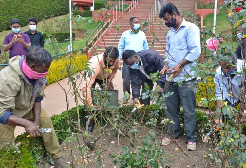 ரோஜா செடிகளை கவாத்து செய்யும் பணி தொடக்கம்