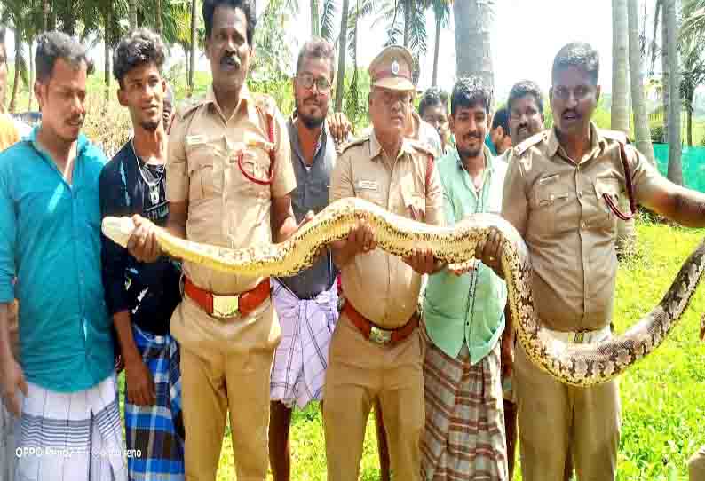 கிணற்றில் விழுந்த மலைப்பாம்பு மீட்பு