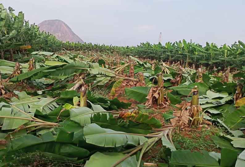 வள்ளியூர் அருகே வாழை மரங்கள் வெட்டி சாய்ப்பு