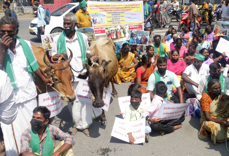 5 தலைமுறையாக வாழ்ந்த எங்களை அப்புறப்படுத்தி விட்டனர்: பட்டா கேட்டு கலெக்டர் அலுவலகத்துக்கு மாடுகளுடன் வந்தவர்களால் பரபரப்பு-நாடோடிகளாக வாழ்வதாக வேதனை