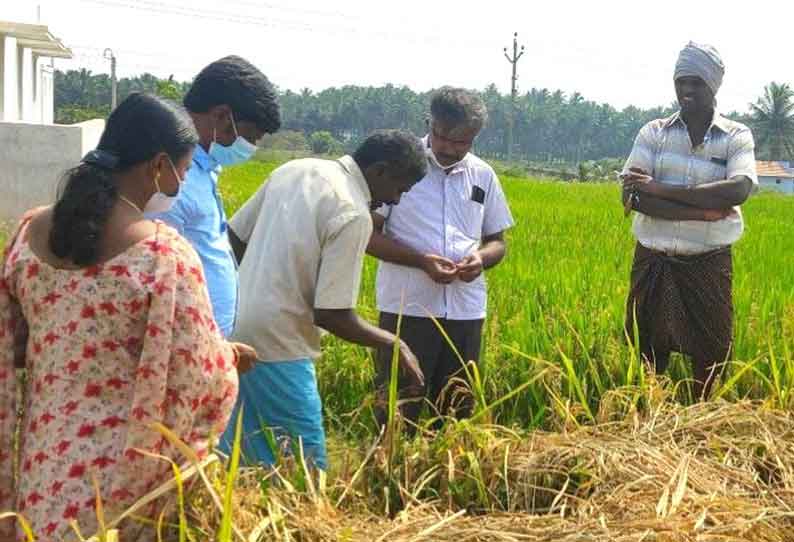 மகசூல் பாதித்த விளைநிலத்தில்  அதிகாரி ஆய்வு