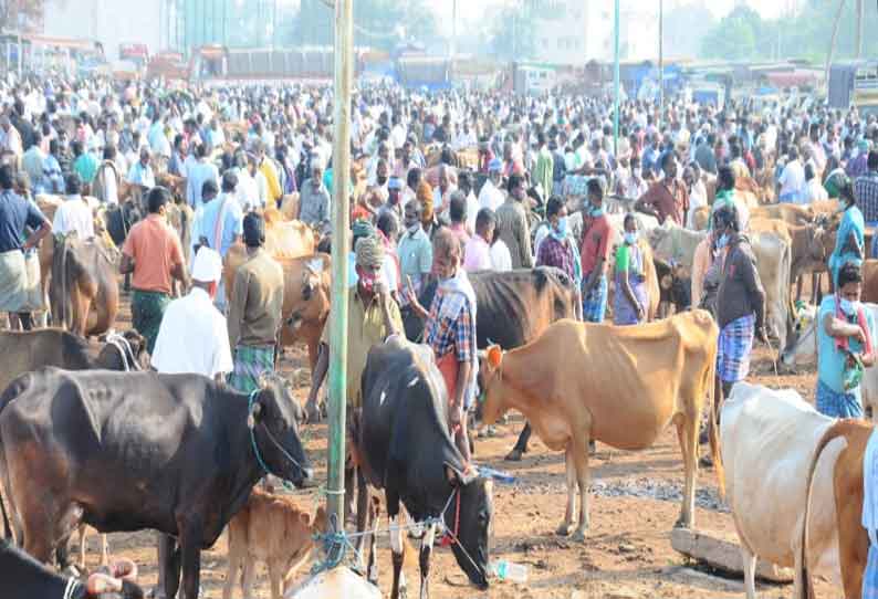 கருங்கல்பாளையம் சந்தைக்கு 600 மாடுகள் விற்பனைக்கு வந்தன