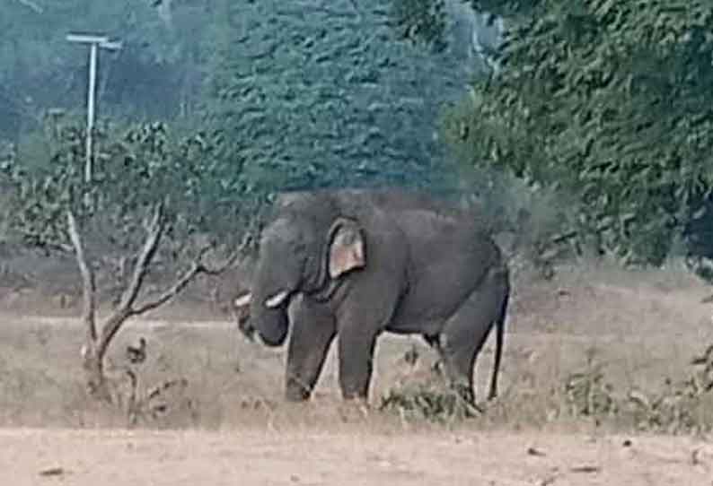 சூளகிரி அருகே விவசாய நிலங்களில் புகுந்து காட்டுயானை அட்டகாசம்