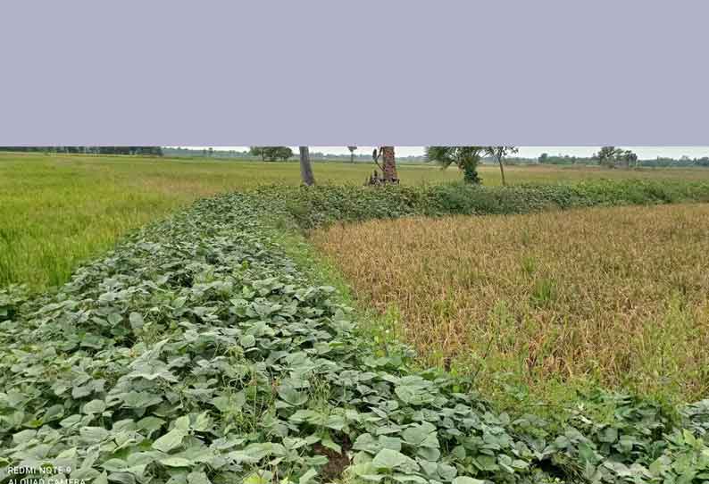 உளுந்து சாகுபடி பணியில் விவசாயிகள் மும்முரம்