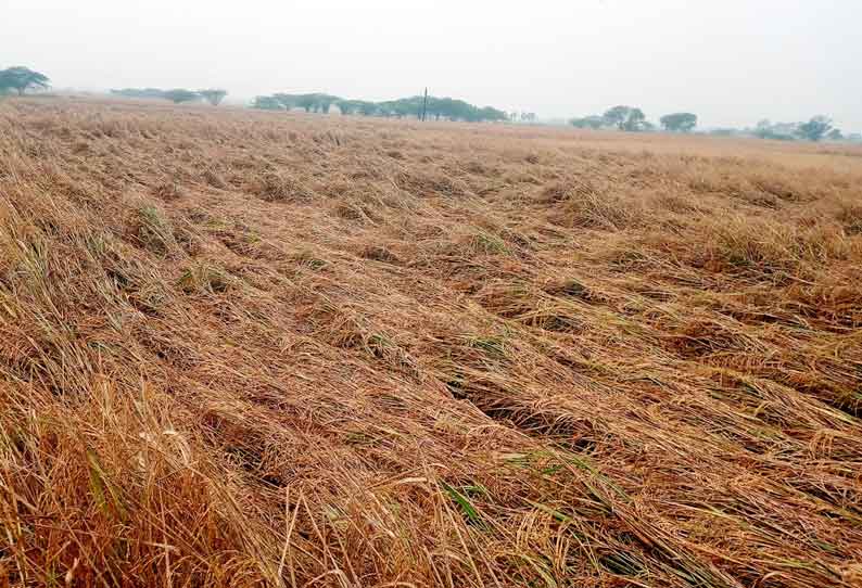 ஆயிரக்கணக்கான ஏக்கர் சம்பா நெற்பயிர்கள் அடியோடு சாய்ந்தன