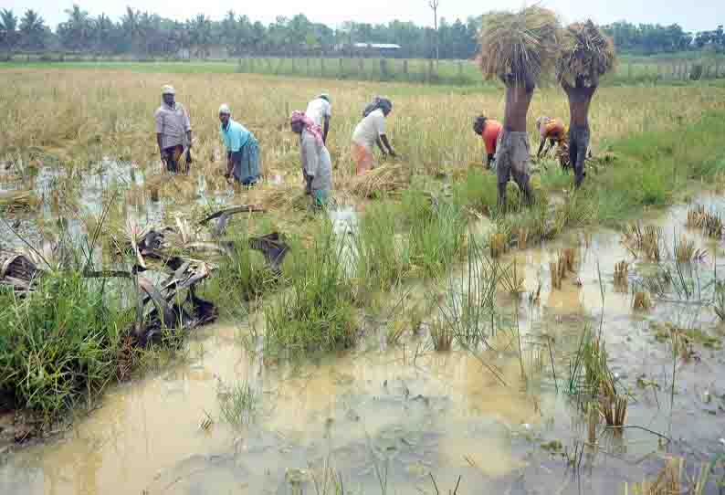 வயலில் தேங்கிய தண்ணீரில் அறுவடை செய்யும் விவசாயிகள்