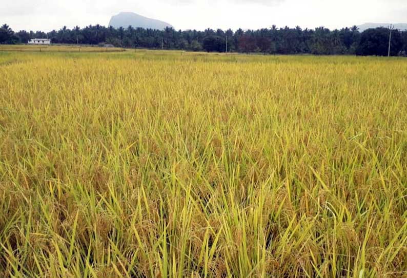 அறுவடைக்கு தயாராகும் நெற்பயிர்கள்