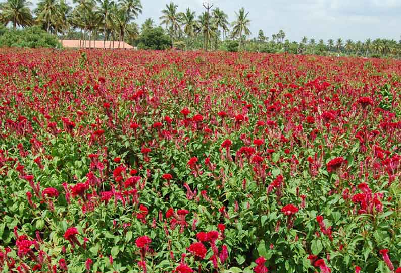 கோழிக்கொண்டை பூ விளைச்சல் அதிகரிப்பு