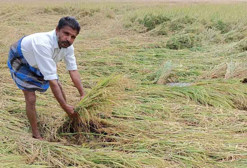 கனமழையால் 20 ஆயிரம் ஏக்கர் நெற்பயிர்கள் சாய்ந்தன