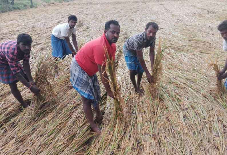 நெற்பயிர்கள் சாய்ந்ததால் விவசாயிகள் கவலை