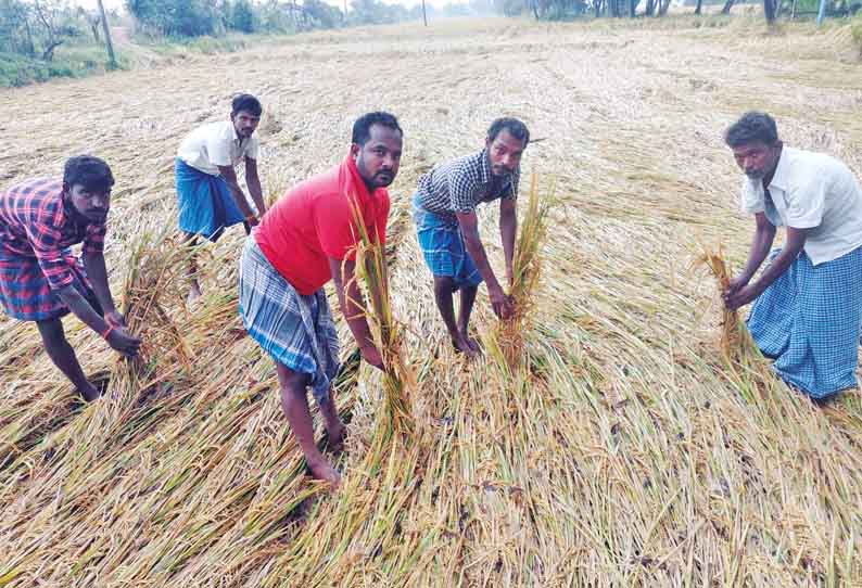 தஞ்சையில் 2-வது நாளாக மழை பயிர்கள் சாய்ந்ததால் விவசாயிகள் வேதனை