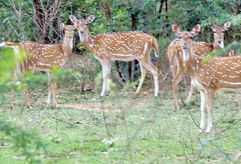 மாநகாில் வலம் வரும் வனவிலங்குகள்