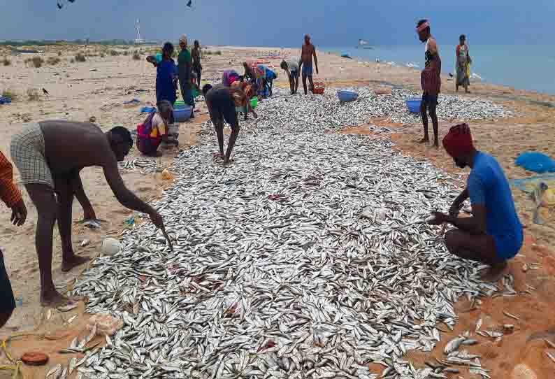 கரைவலையில் அதிக மீன்கள் கிடைத்தும் விலை இல்லாததால் மீனவர்கள் ஏமாற்றம்