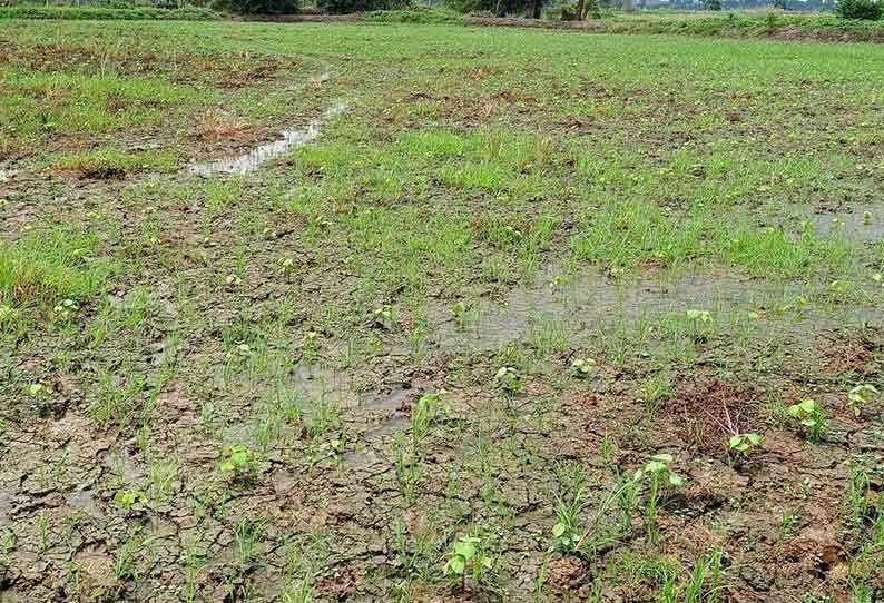 மழையால் பருத்தி பயிர்கள் பாதிக்கப்படும் அபாயம்