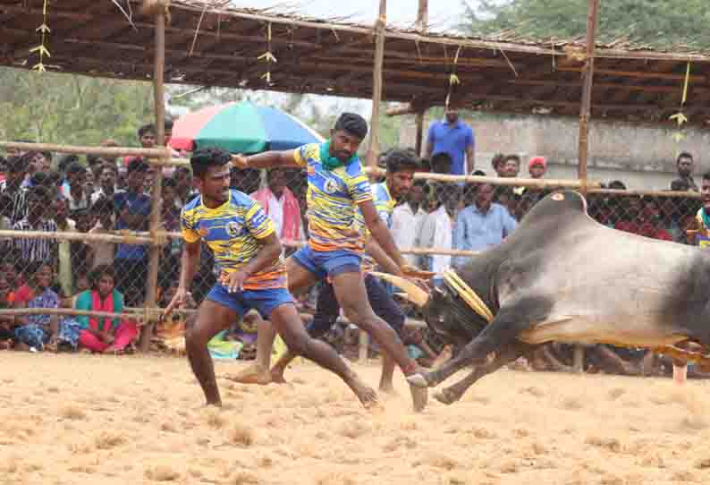 திருவரங்குளம் அருகே வடமாடு மஞ்சுவிரட்டு