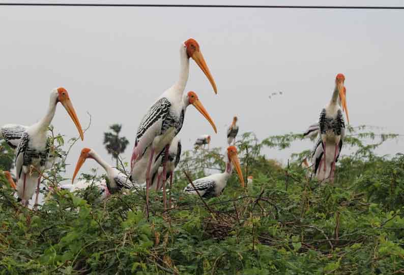 பறவைகள் கணக்கெடுக்கும் பணி