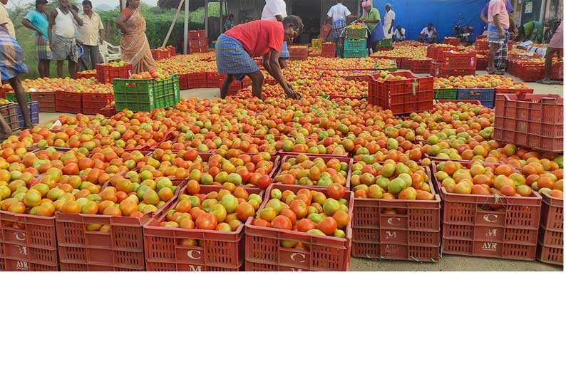 அய்யலூர் சந்தையில்  தக்காளி விலை வீழ்ச்சி விவசாயிகள் வேதனை