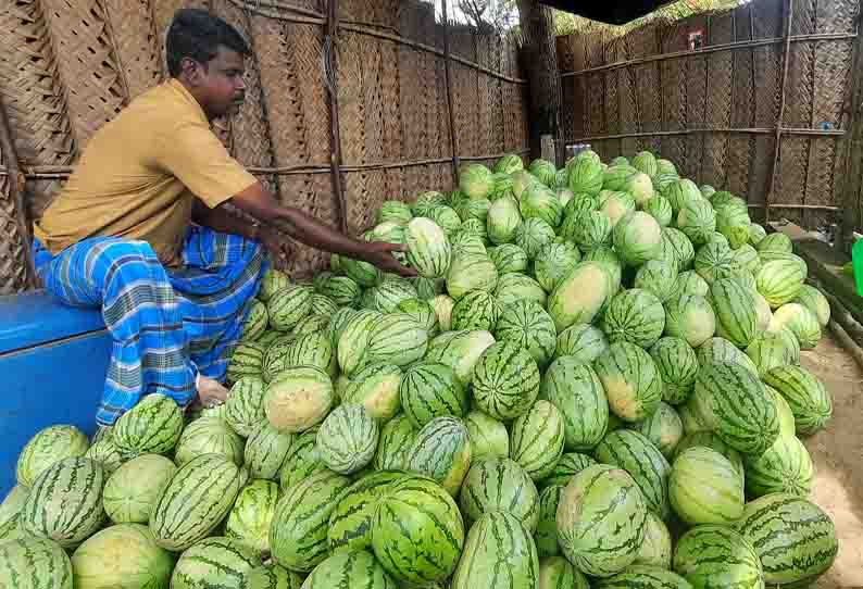 விற்பனைக்காக குவிந்துள்ள தர்பூசணி பழங்கள்