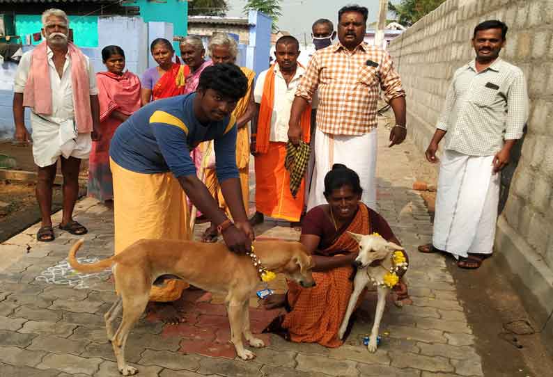 காதலர் தினத்திற்கு எதிராக தெரு நாய்களுக்கு திருமணம்