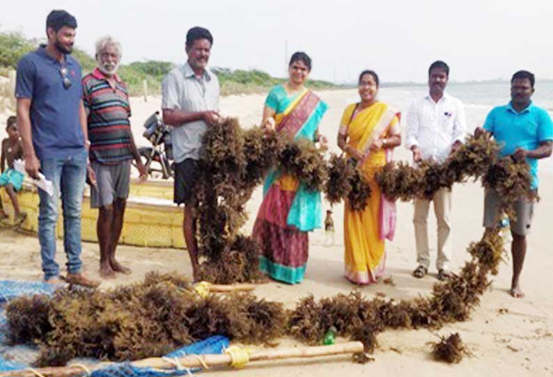 தூத்துக்குடியில் கடல்பாசி அறுவடை