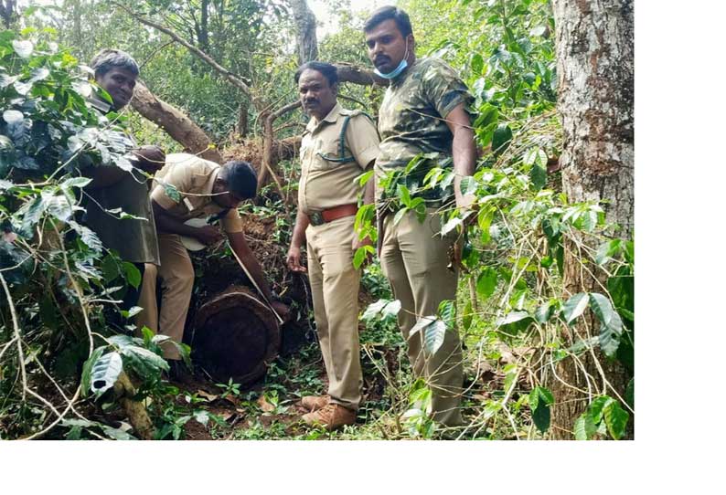 தோதகத்தி மரங்கள் வெட்டி கடத்தல் வனத்துறை அதிகாரிகள் விசாரணை