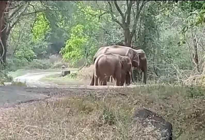 டாப்சிலிப், நவமலைக்கு பிரசாரத்திற்கு செல்ல வேட்பாளர்களுக்கு கட்டுப்பாடு