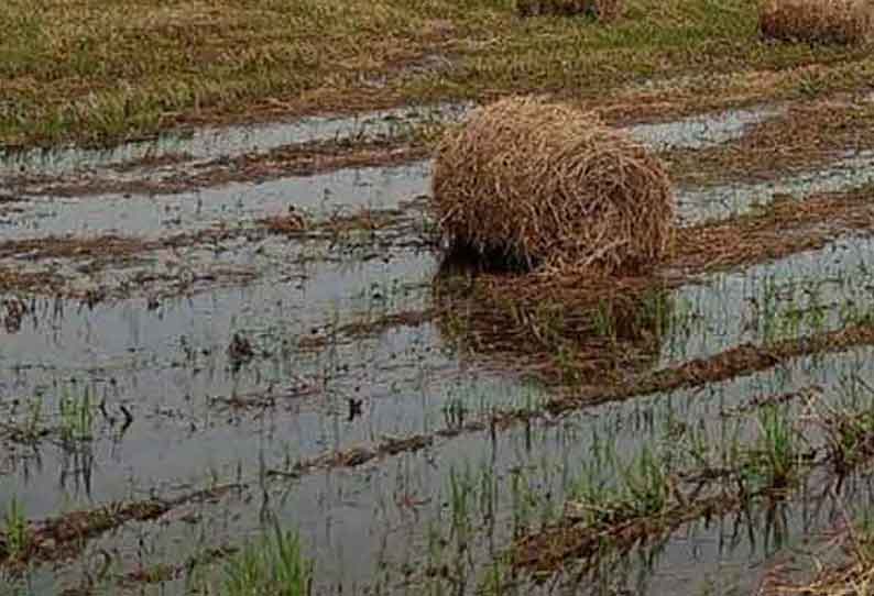 அறுவடை செய்யப்பட்ட வயல்களில் வைக்கோல் நனைந்து நாசம்