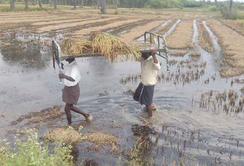 எந்திரங்களை கொண்டு அறுவடை செய்ய முடியாமல் தவிக்கும் விவசாயிகள்