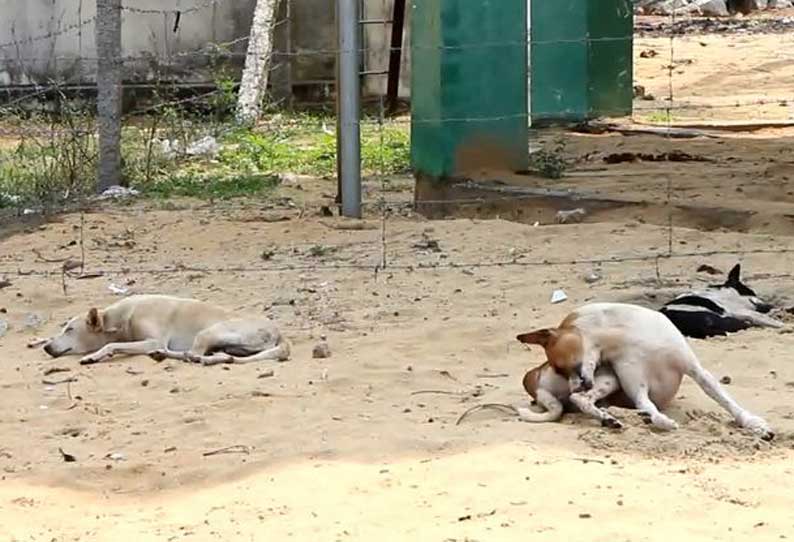 வெறிநாய்கள் கடித்து 10 பேர் காயம்