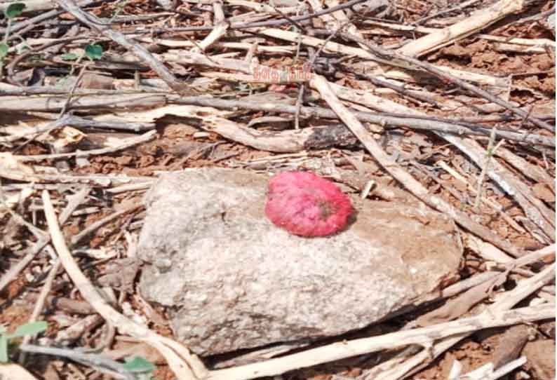 மலை அடிவாரத்தில் பதுக்கி வைக்கப்பட்டிருந்த நாட்டு வெடிகுண்டு...!