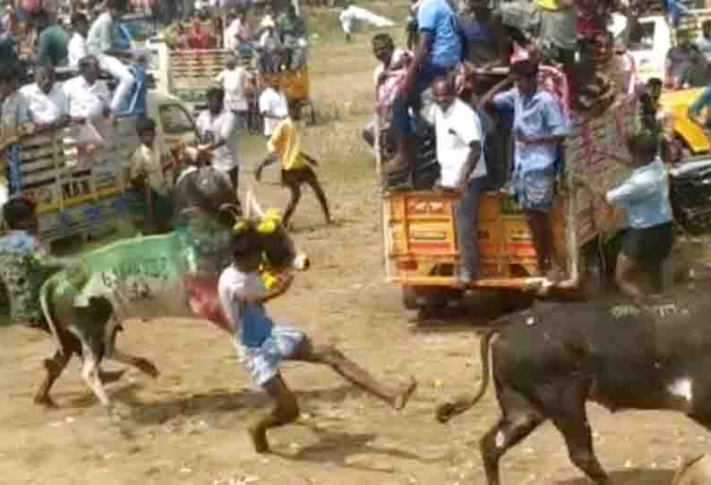 மாடு முட்டி 10 பேர் காயம்