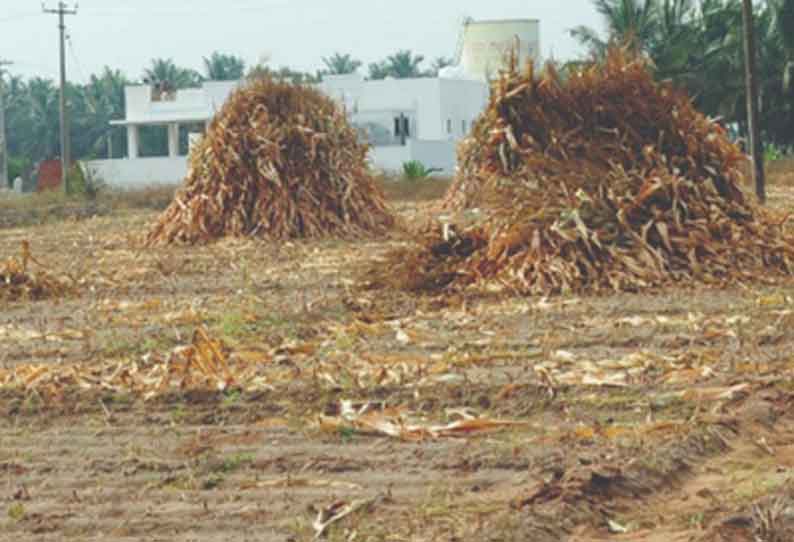 மக்காச்சோளதட்டுகளை விளைநிலங்களில் இருப்பு வைக்கும் விவசாயிகள்