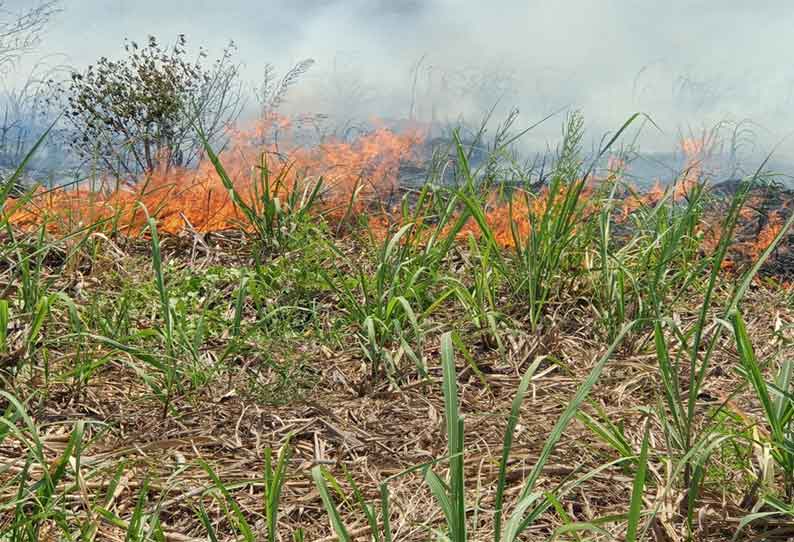 கரும்பு தோட்டத்தில் கொழுந்து விட்டு எரிந்த தீ