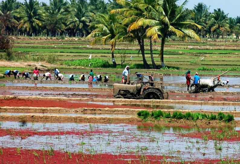 கல்லாபுரம் அருகே மாவளம்பாறை பகுதியில் நெல் நடவு செய்யும் பணியில் விவசாயிகள் மும்முரமாக ஈடுபட்டு வருகின்றனர்